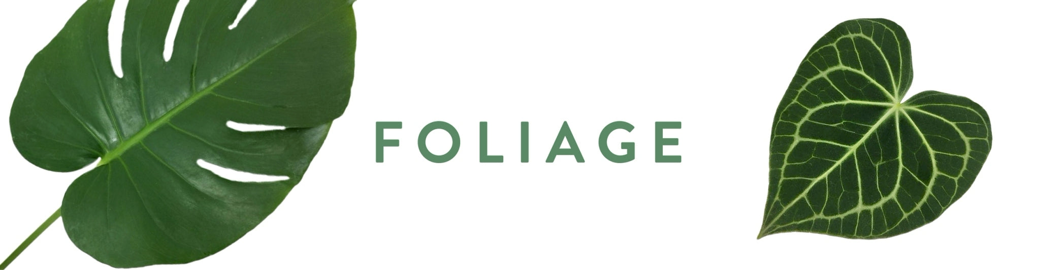 Foliage