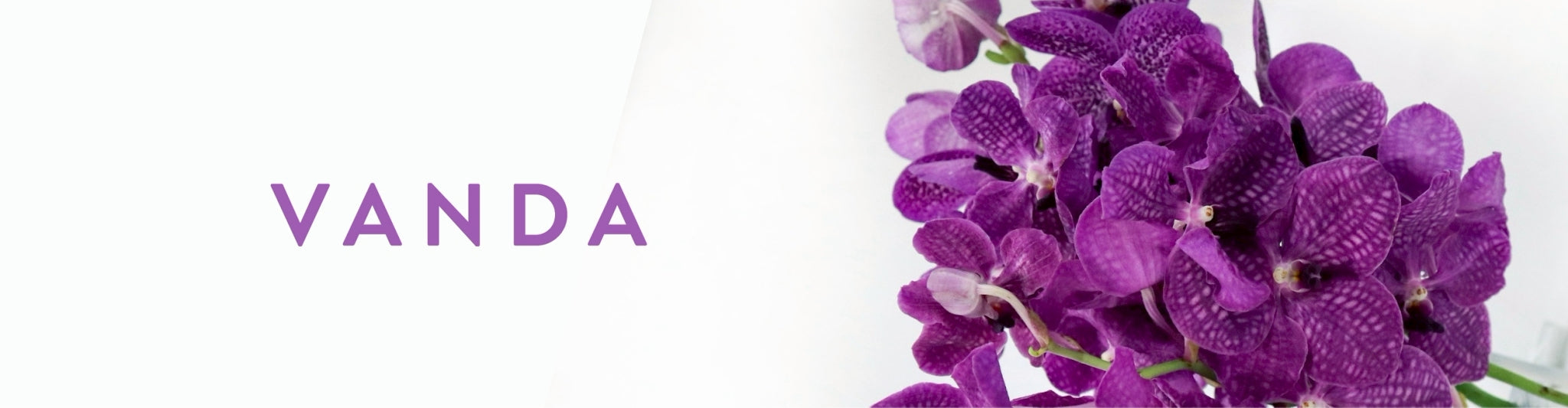 Vanda Orchid