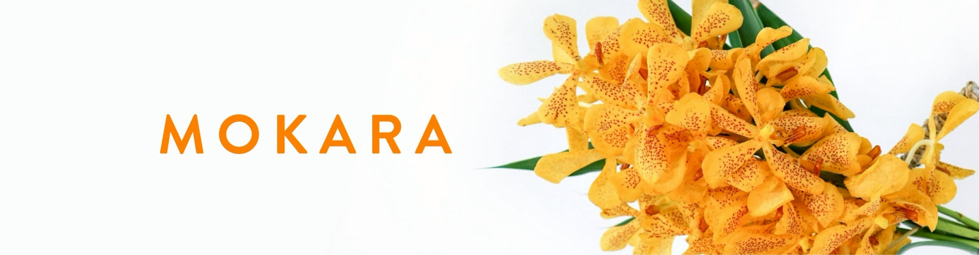 Mokara Orchid