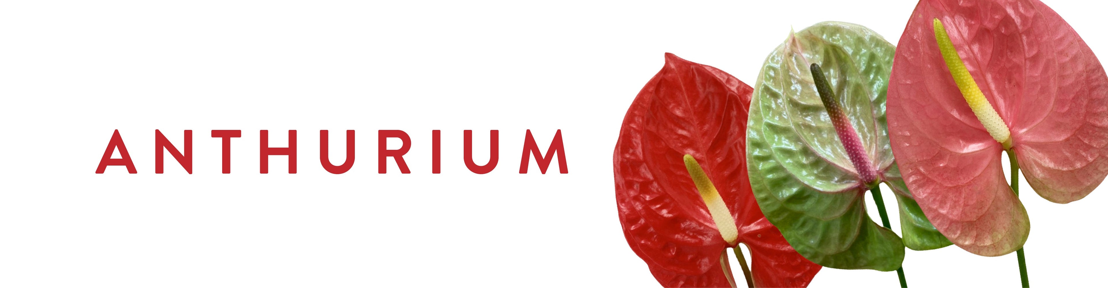 Anthurium Orchid