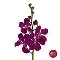 Mokara Orchid AC