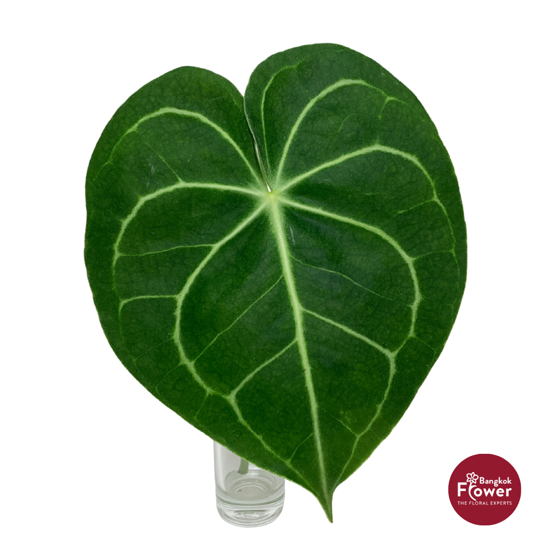 Anthurium Clarinervium