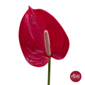 Anthurium Orchid Dark Red