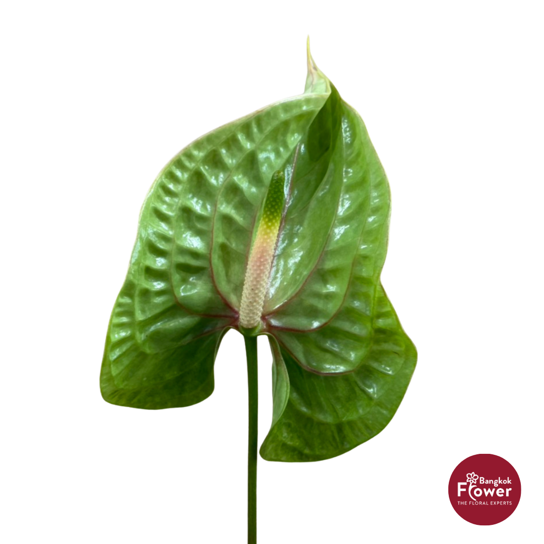 Anthurium Orchid Forest Green