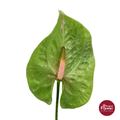 Anthurium Orchid Green