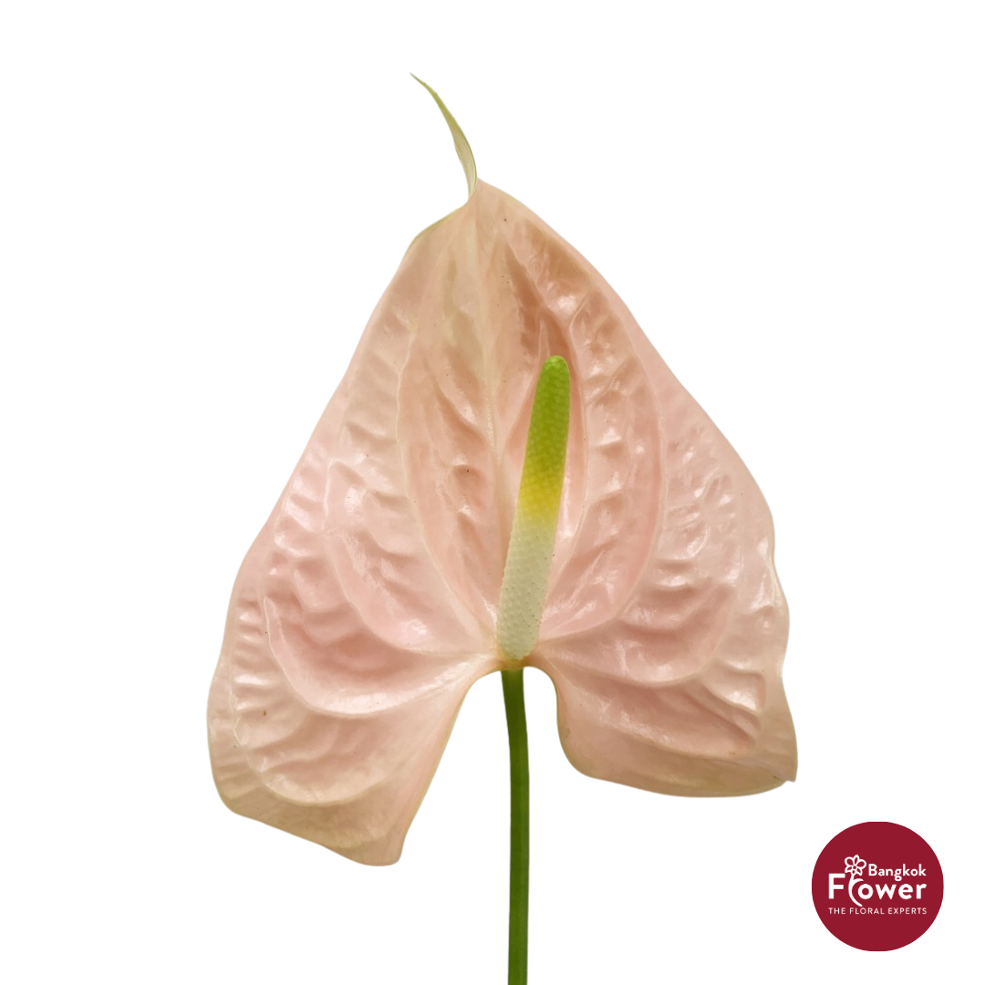 Anthurium Love Pink