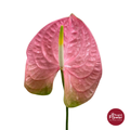 Anthurium Mauve Nude
