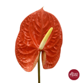 Anthurium Orange