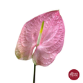Anthurium Pastel Pink
