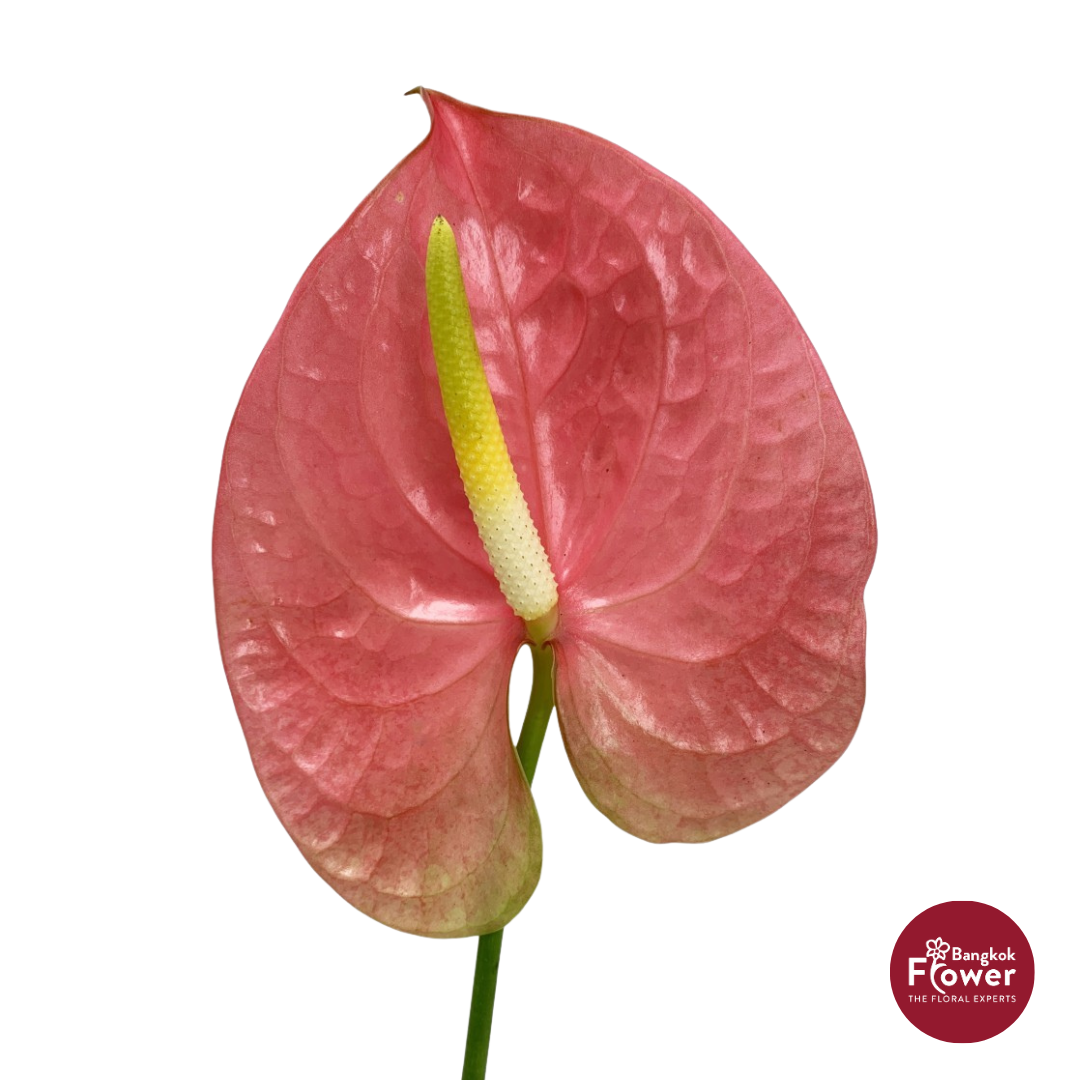 Anthurium Pink