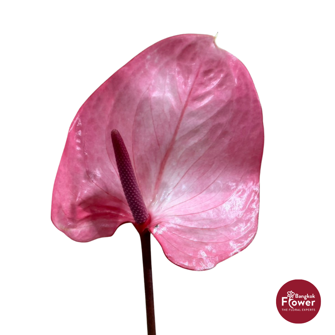 Anthurium Pink Laced