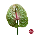Anthurium Pistachio