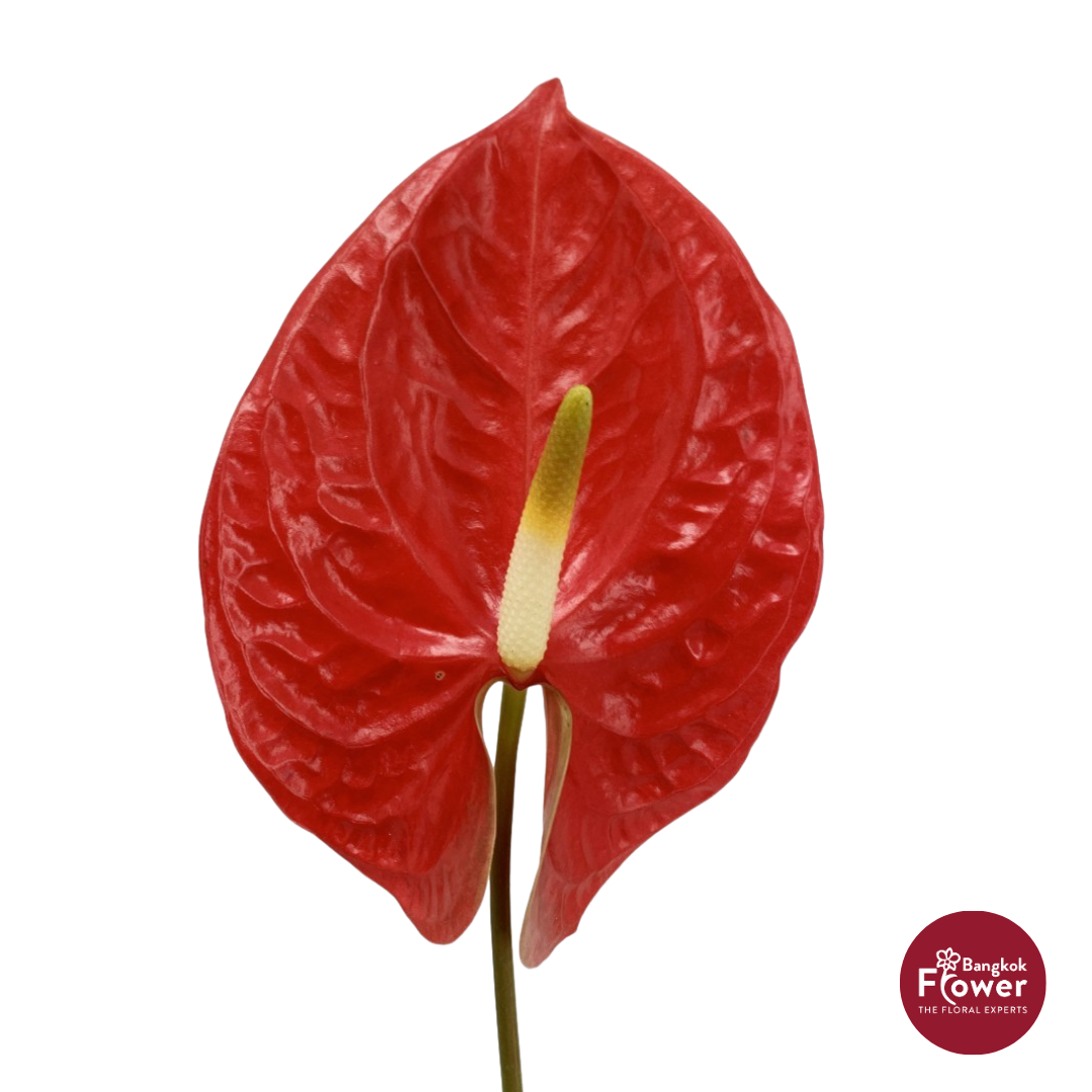 Anthurium Red
