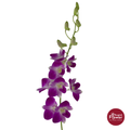 Dendrobium Orchid AN