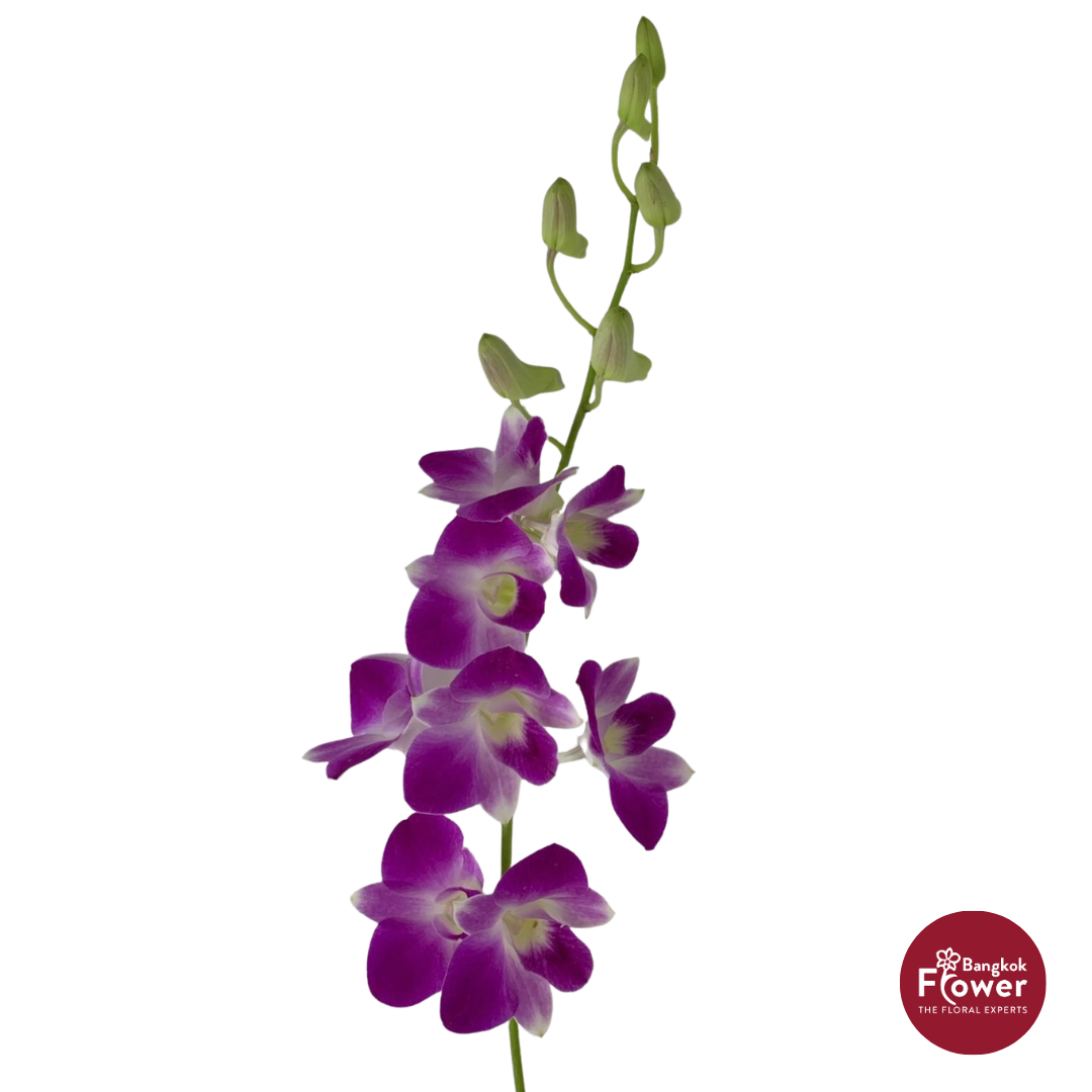 Dendrobium Orchid AN