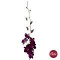 Dendrobium Orchid AR