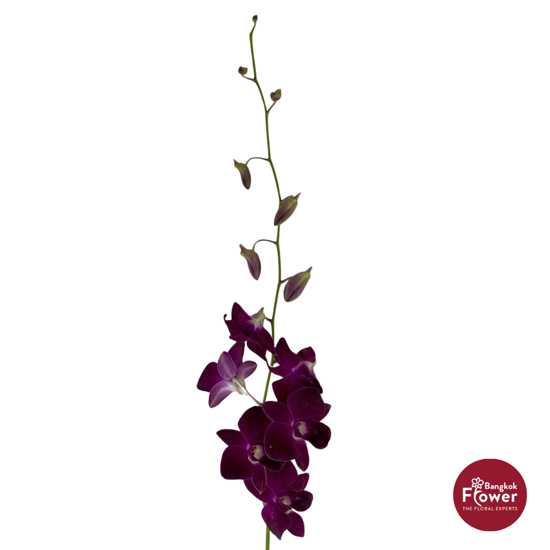 Dendrobium Orchid AR