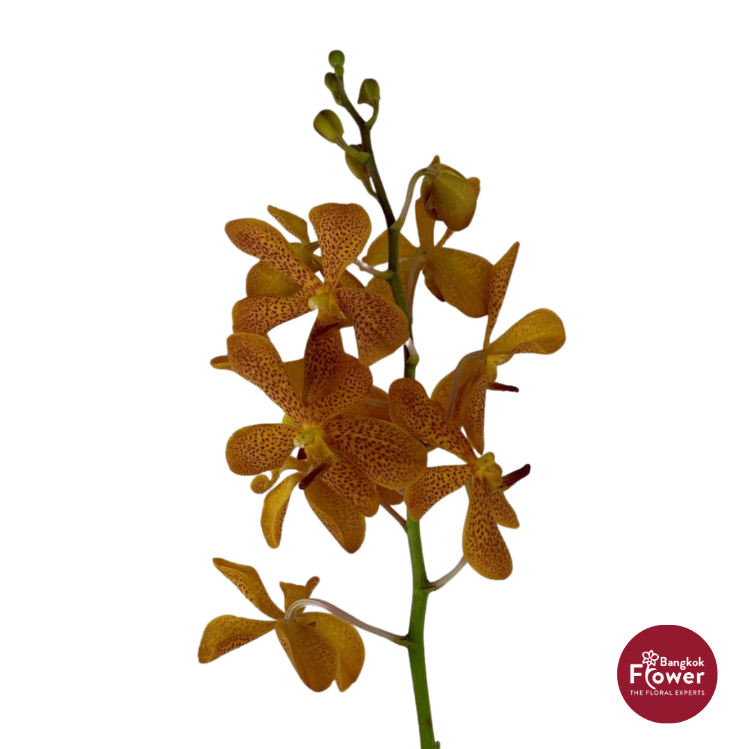 Mokara Orchid AY