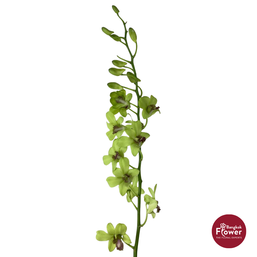Dendrobium Orchid BJ