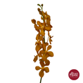 Mokara Orchid BKT