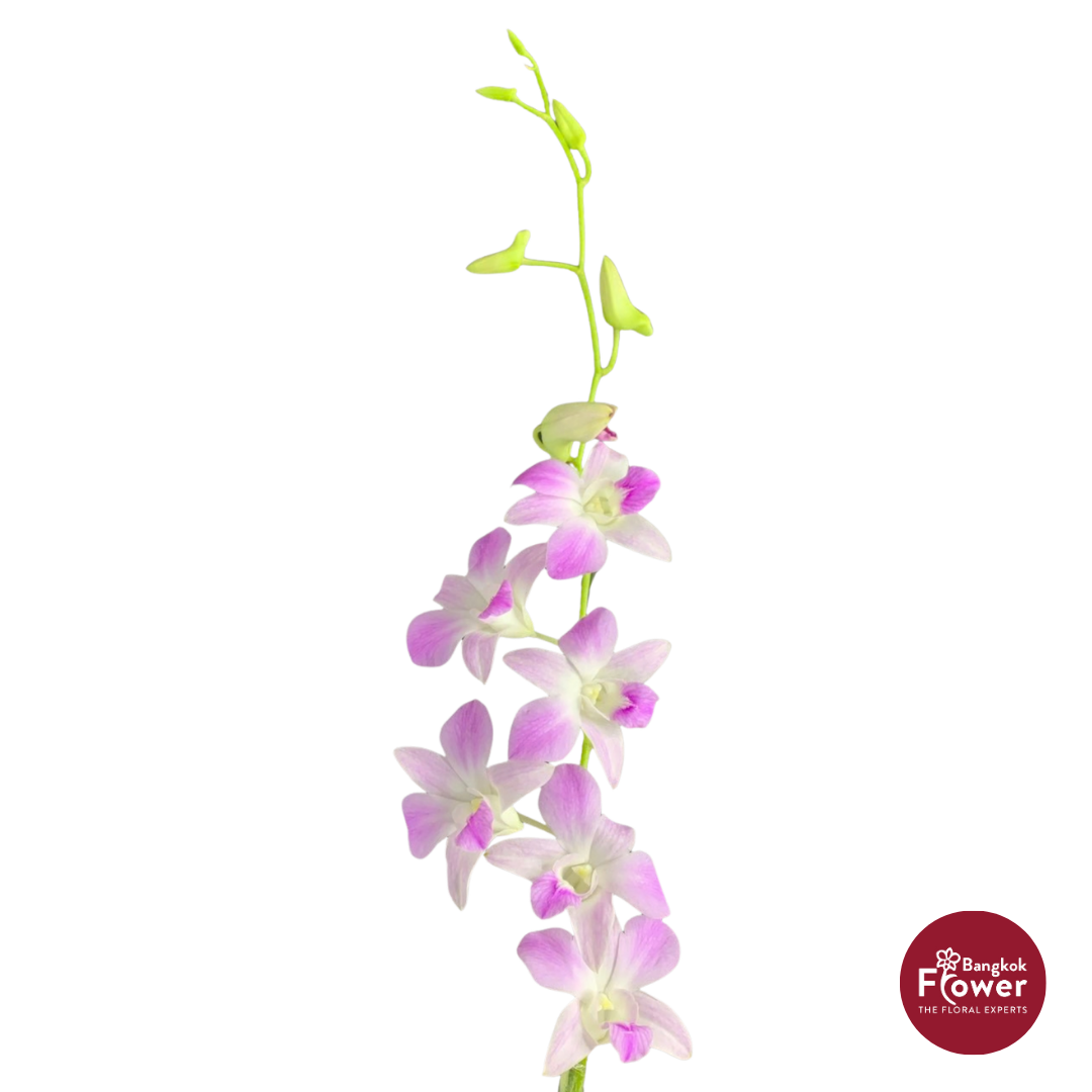Dendrobium Orchid BL