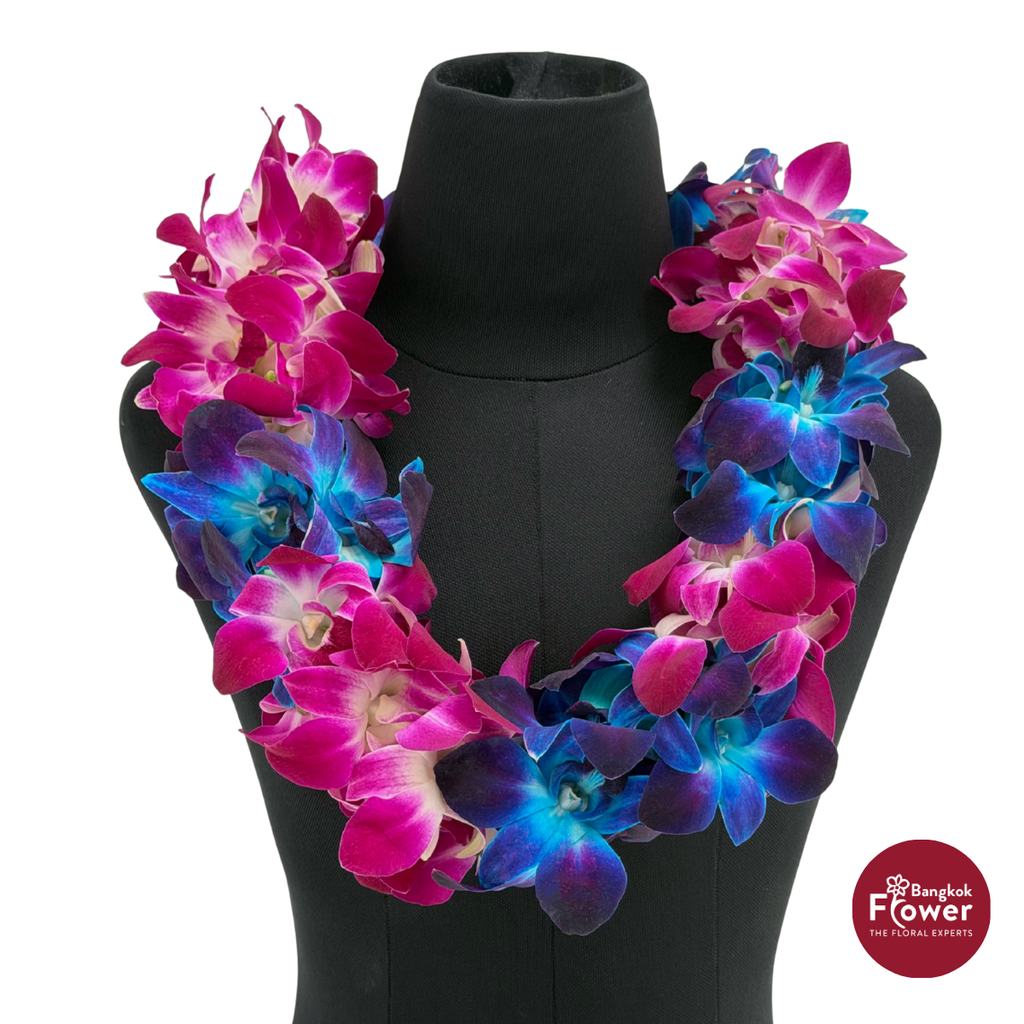 Lei Double Bom + Bom Blue