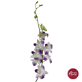 Dendrobium Orchid BSH
