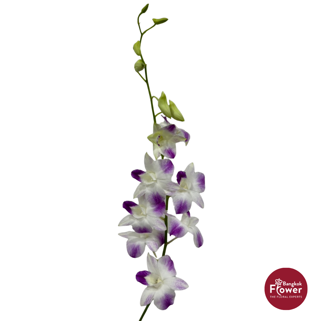 Dendrobium Orchid BSH