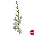 Dendrobium Orchid BW
