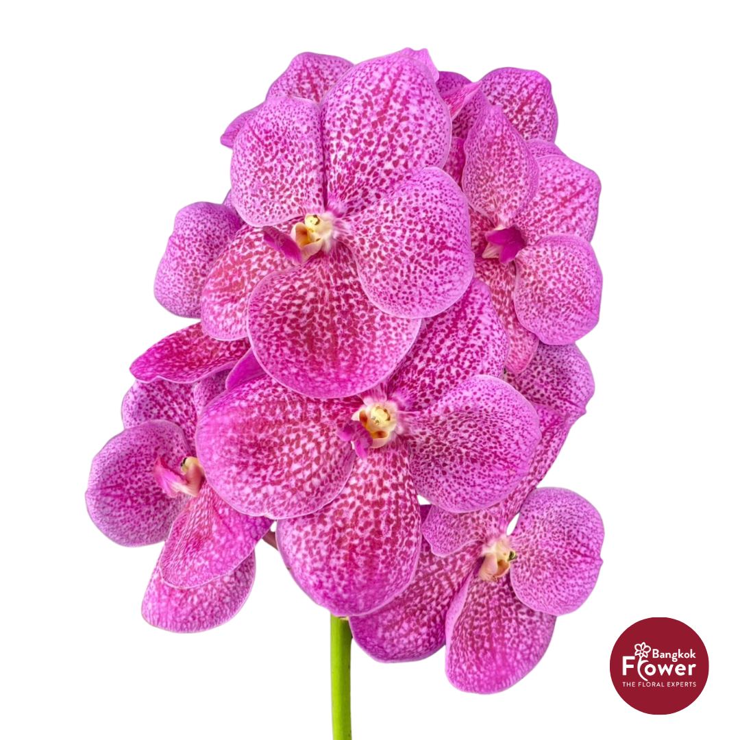 Vanda Orchid Light Pink