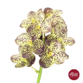 Vanda Orchid Yellow