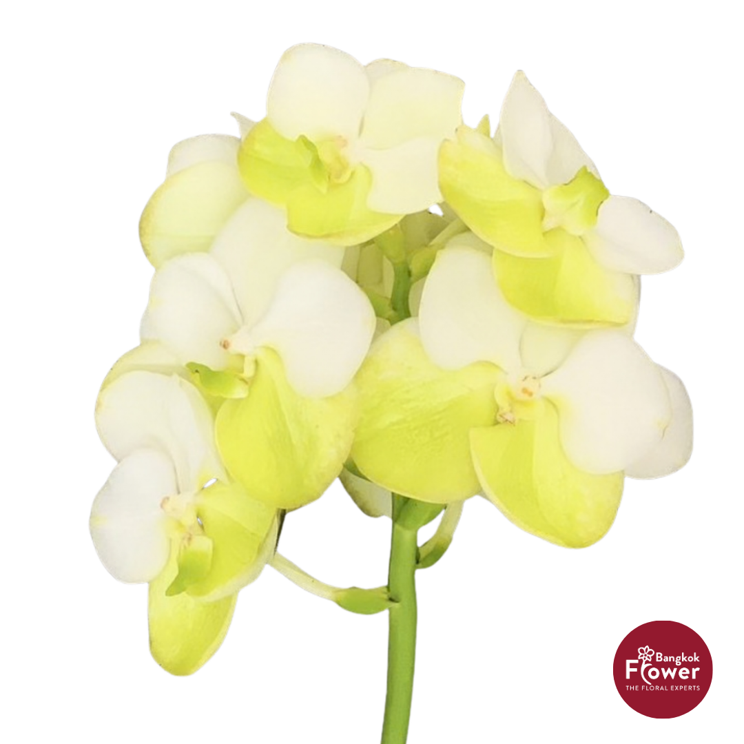 Vanda Orchid Yellow