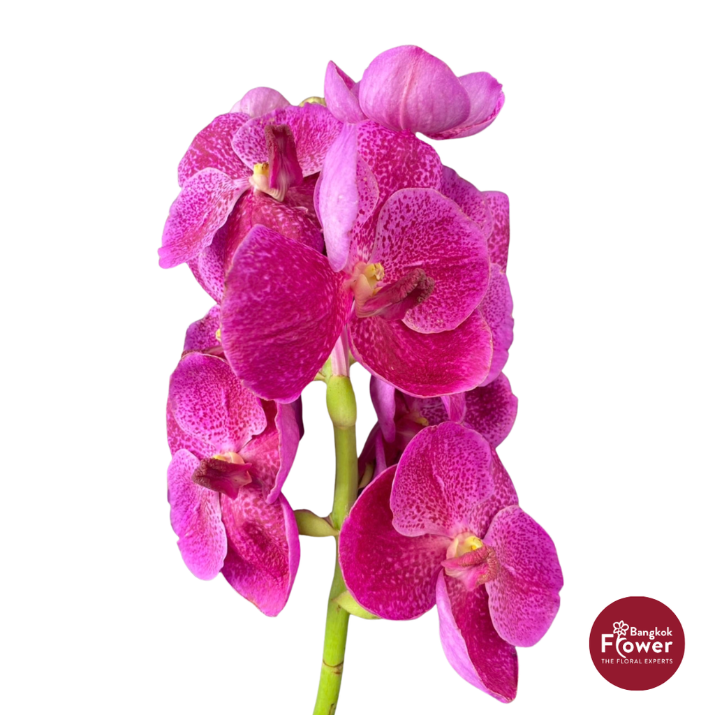 Vanda Orchid Hot Pink