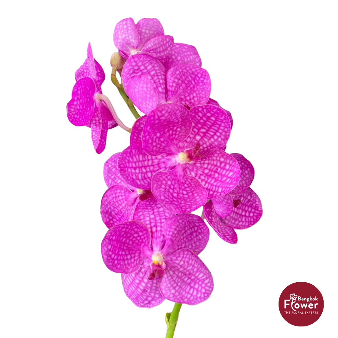 Vanda Orchid Light Pink