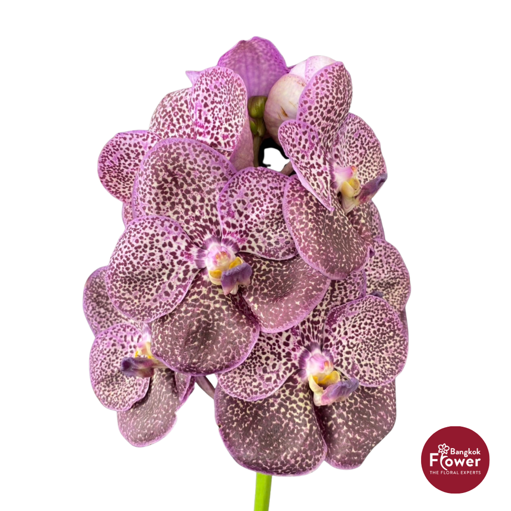 Vanda Orchid Gray Purple
