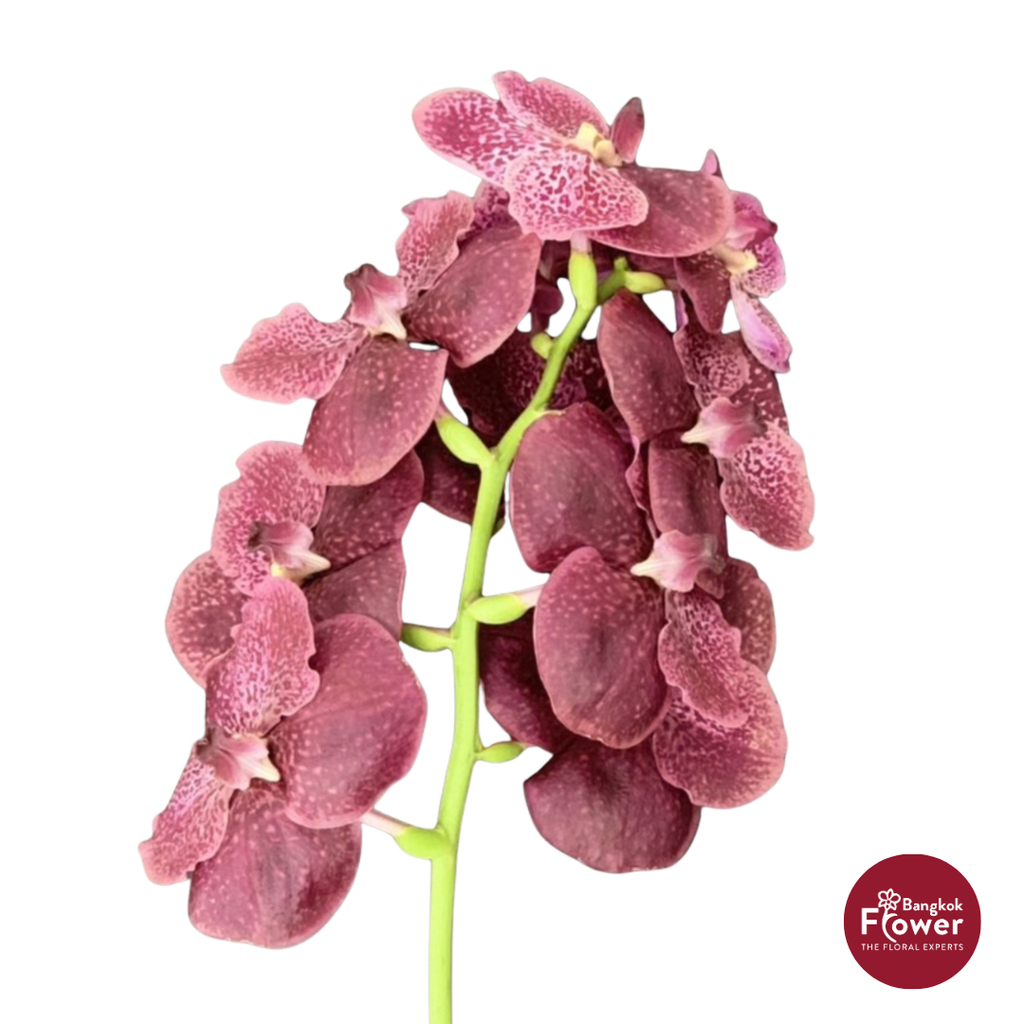 Vanda Orchid Maroon Red