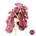 Vanda Orchid Maroon Red