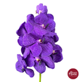 Vanda Orchid Purple