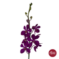 Mokara Orchid CL-BIG