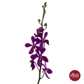 Mokara Orchid CL