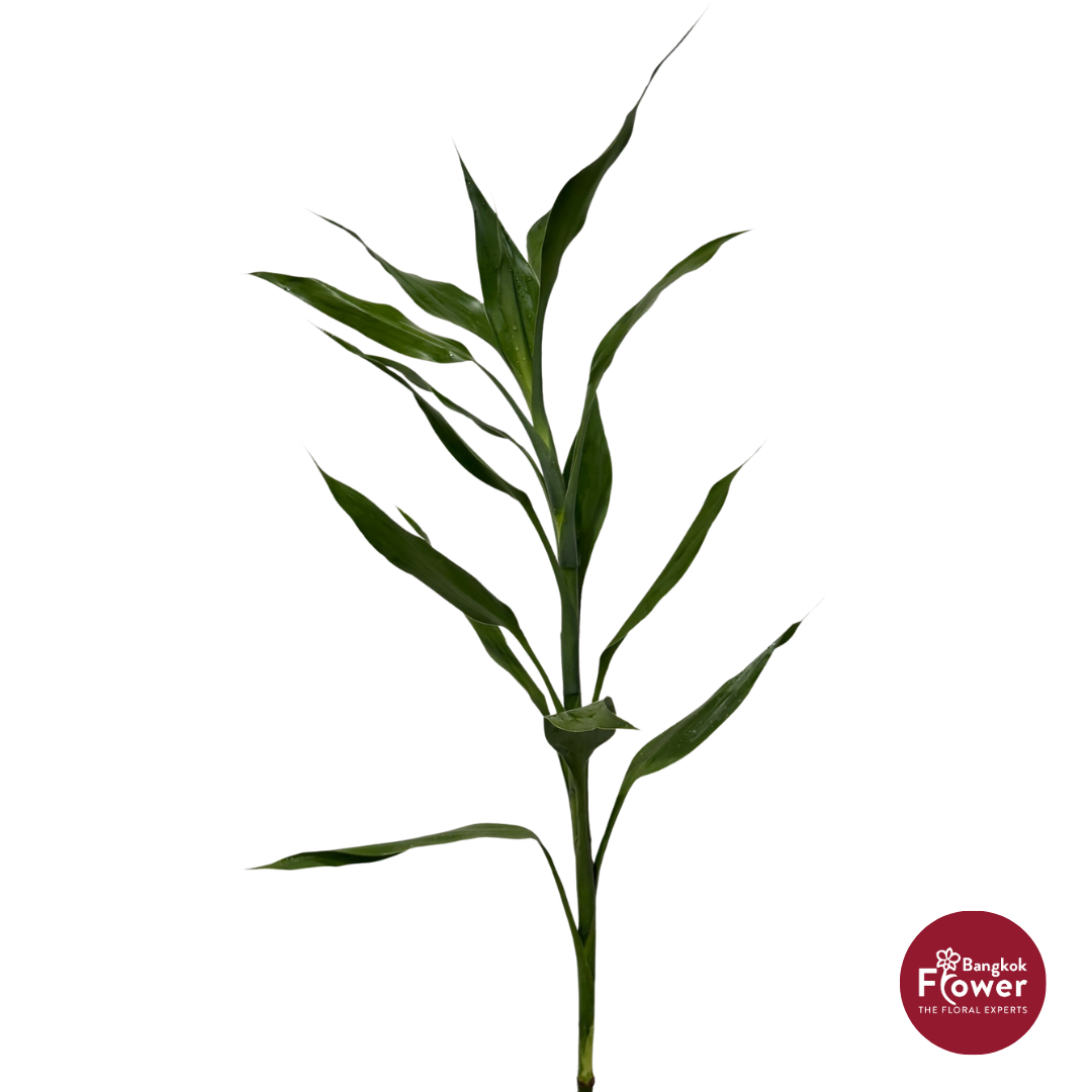 Dracaena Green