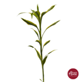 Dracaena Golden