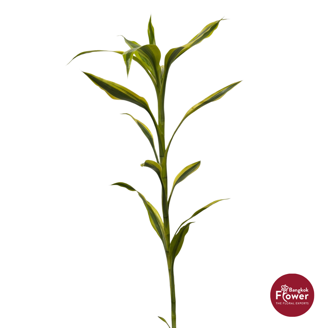 Dracaena Golden