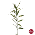 Dracaena Silver