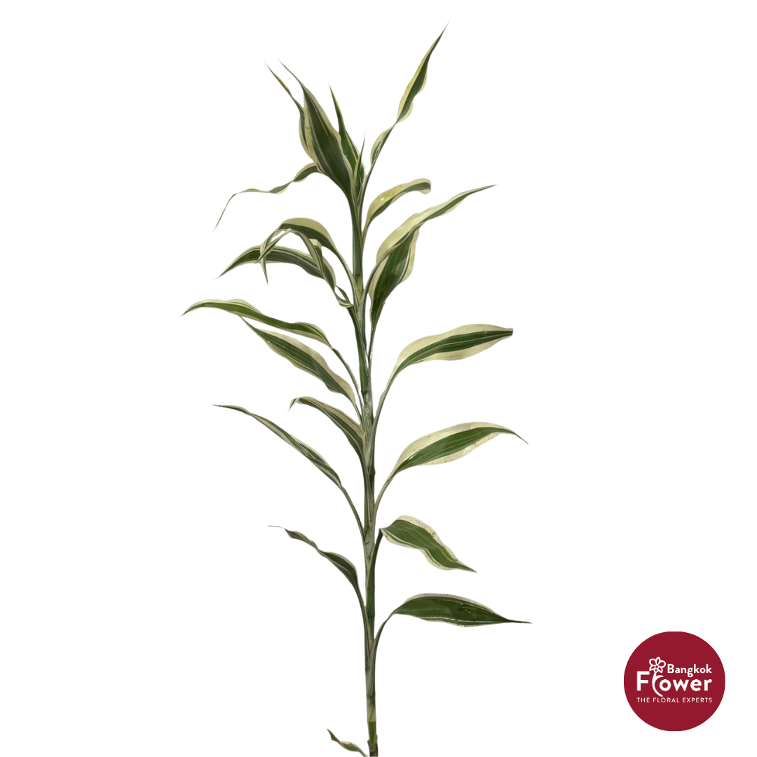 Dracaena Silver