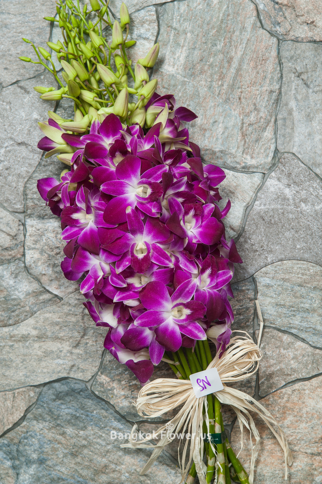 Dendrobium Orchid SN