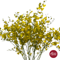 Oncidium Orchid Baby Face