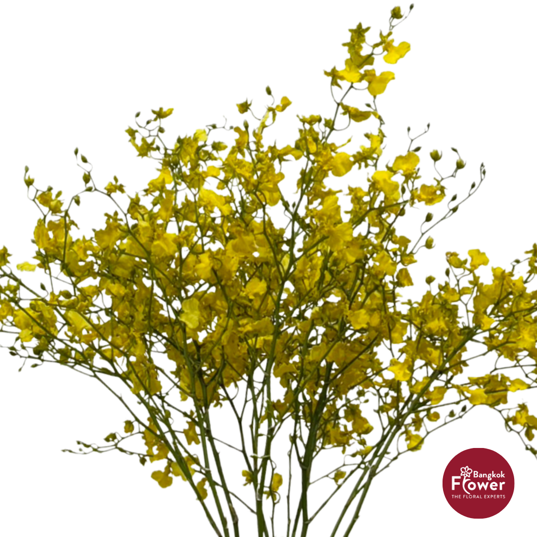 Oncidium Orchid Baby Face