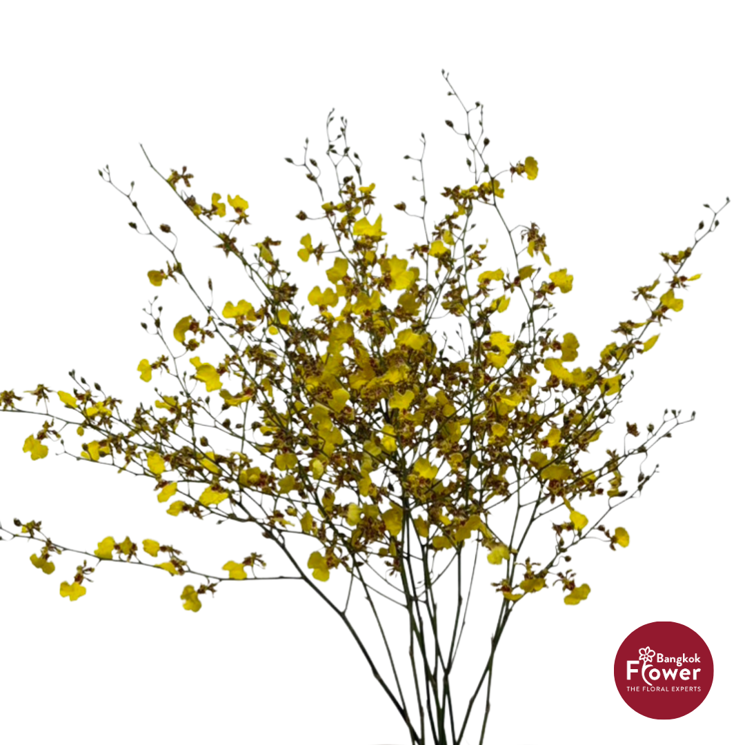 Oncidium Orchid Golden Shower