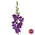 Mokara Orchid HLB